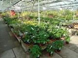 Sandy Lane Plant Nusery Melling