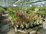 Sandy Lane Plant Nusery Melling