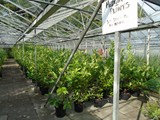 Sandy Lane Plant Nusery Melling