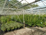 Sandy Lane Plant Nusery Melling