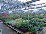 Sandy Lane Plant Nusery Melling