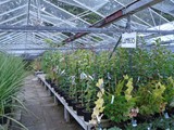 Sandy Lane Plant Nusery Melling