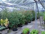 Sandy Lane Plant Nusery Melling