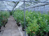 Sandy Lane Plant Nusery Melling