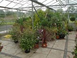 Sandy Lane Plant Nusery Melling