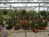 Sandy Lane Plant Nusery Melling