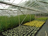 Sandy Lane Plant Nusery Melling