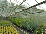 Sandy Lane Plant Nusery Melling